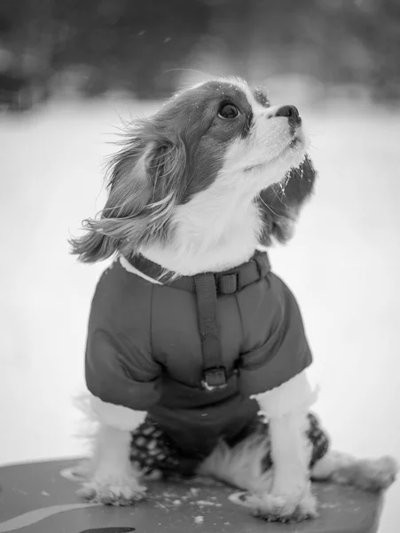 Černobílý Tisk Střelil Psa Fotografie Sedí Zvenčí Portrét Cavalier King — Stock fotografie