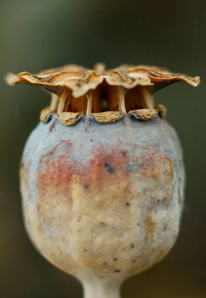 Doğa, dışarıdan, köyün, bitki, bitki örtüsü, yaz, haşhaş, makro