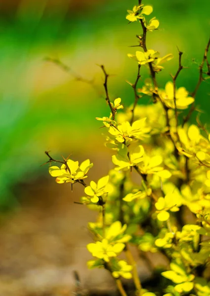 Природа Зовні Селі Посадити Флора Літо Квітка Фон Боке — стокове фото