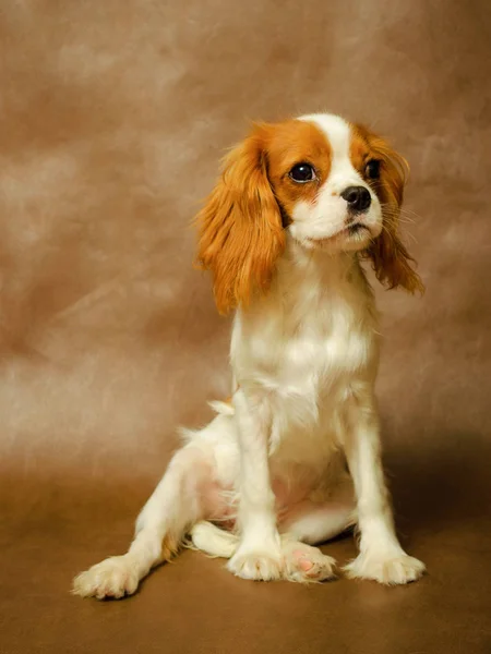 Caballero Rey Charles Spaniel Perro Fondo Jenny Atractiva Pelirroja —  Fotos de Stock