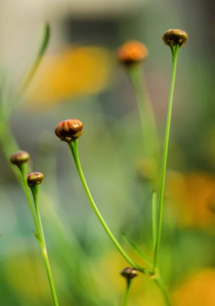 Naturaleza Calle Aire Libre Pueblo Bosque Bokeh Flor Aire Libre — Foto de Stock