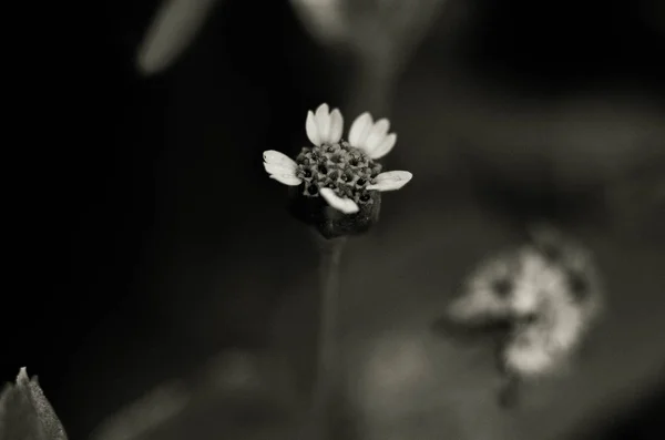 Naturaleza Calle Aire Libre Pueblo Bosque Caminar Flover Monocromo — Foto de Stock