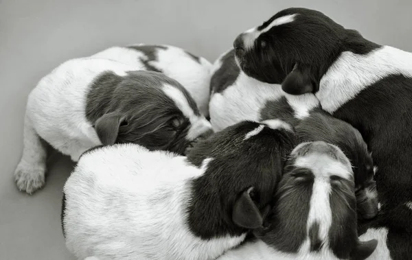 yavru köpekler, köpekler, küçük olanlar, güzel, sokakta, avlu, drathaar, monohrome birçok kukla