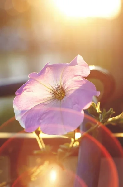 Blumen Natur Außen Wald Dorf Der Frischen Luft Blütenblätter Sonne — Stockfoto