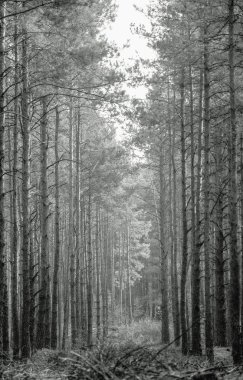 Doğa, sokakta, açık hava, köy, ormanda yürüyüş, köyde, iz