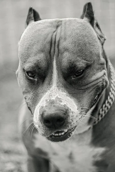 Černobílý Záběr Psa Fotografie Americký Stafordšírský Teriér Úsměv Úsměv Dvoře — Stock fotografie