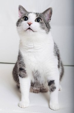 kedi, görme, yalan, arka plan, tuval, stüdyo fotoğrafçılığı, güzel, yeşil gözleri