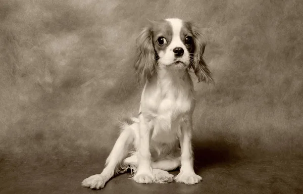 Chevalier King Charles Spaniel Perro Sepia Lienzo Estudio Fotografía Fondo — Foto de Stock