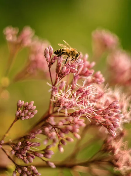Doğa, orman, köy, orman, arı, çiçek açık havada dışarıda
