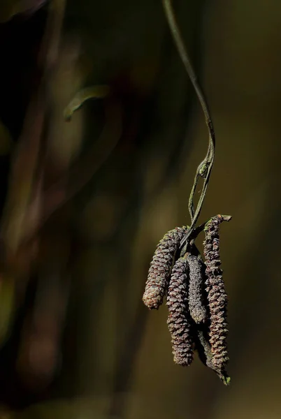 Doğa, sokakta, açık hava, köy, ormanda yürüyüş, köy, kış, bokeh,