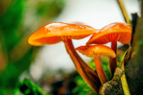 Doğa, sokak, açık hava, köy, ormanda yürüyüş, köy, kış, bokeh, mantar