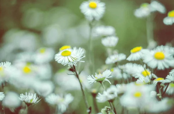 Doğa, orman, köy, orman, alan, çiçek açık havada dışarıda