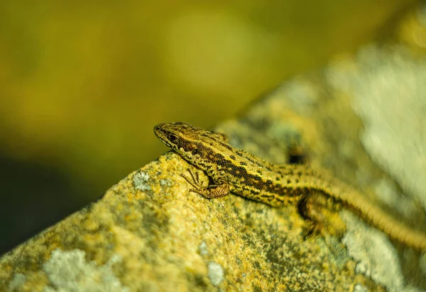 Sokak, Doğa, kertenkele, taş, bokeh, açık havada ormandaki güzel, uzun bir kuyruk