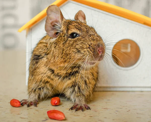 Sincaplar, degu, bıyık, sepet, açık havada, bıyıklı, house, evde masada yer