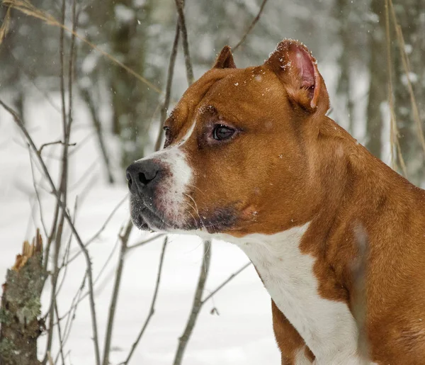köpek, şeyler, Amerikan staffordshire terrier, banyosu, sokakta ormandaki dış avlu