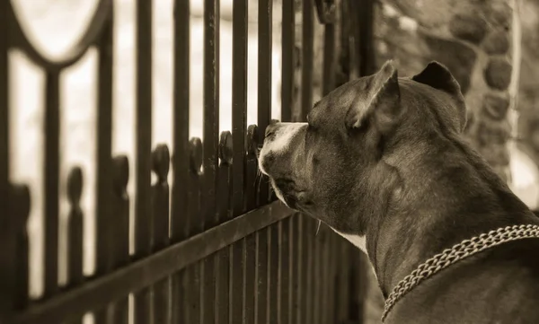 Černobílý Záběr Pes Sépie Americký Stafordšírský Teriér Cíl Přírodě Venku — Stock fotografie