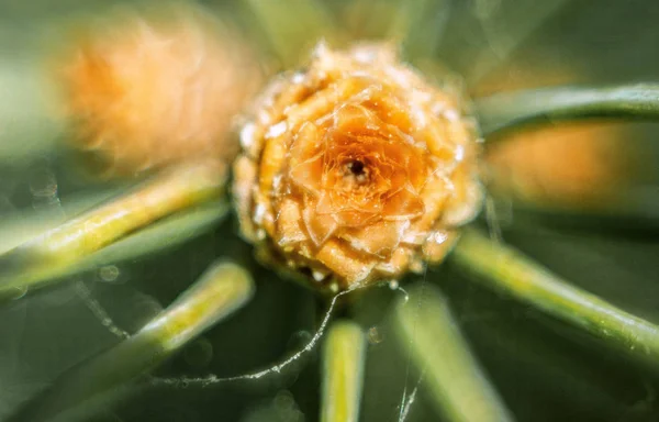 Natur Wald Dorf Außen Freien Wald Feld Blume — Stockfoto