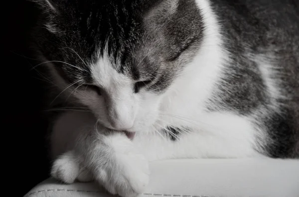 kedi yaladı, tek atış, güzel renkli, evler, kanepeye, kabarık siyah beyaz çekim