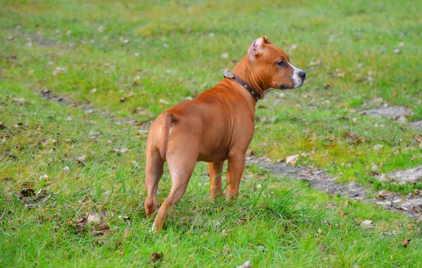 American Staffordshire Terrier Perro Agradable Perrito Verano Calle Joven Juega —  Fotos de Stock
