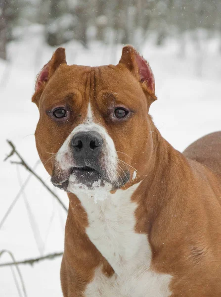 Americký Stafordšírský Teriér Pes Pěkná Portrét Sníh Chlad Zima Venku — Stock fotografie