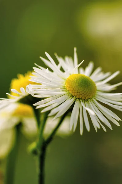 Doğa, orman, açık havada dışarıda, Güzellik, açık havada, çiçek, papatya