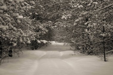 Doğa, ağaçlar, dış, Köyü, açık havada, kış, kar, soğuk, dalları, tek renkli shotblack ve beyaz resim