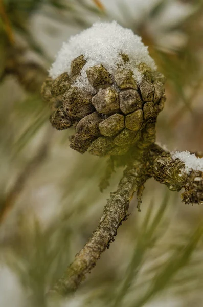 Doğa, ağaçlar, dış, köy, açık havada, kış, kar, soğuk