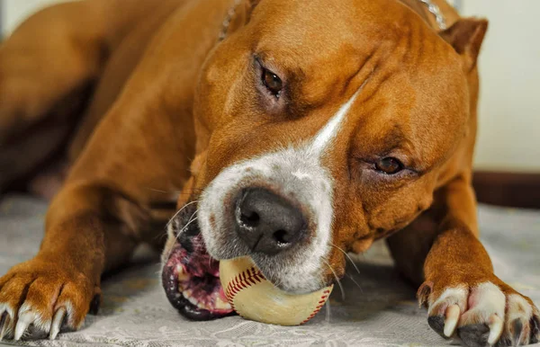 Amerikan staffordshire terrier, köpek, güzel, kemiren, portre, yatıyor, kemiren, uğraşıyormuş, sonbahar