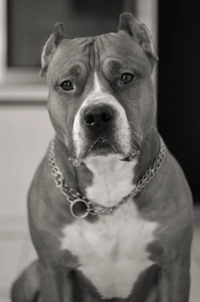 Amerikan staffordshire terrier, köpek, güzel, kemiren, portre, yatıyor, kemiren, dabbles