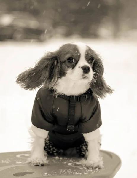 Fotografía Monocromática Imagen Blanco Negro Retrato Nieve Frío Invierno Aire —  Fotos de Stock