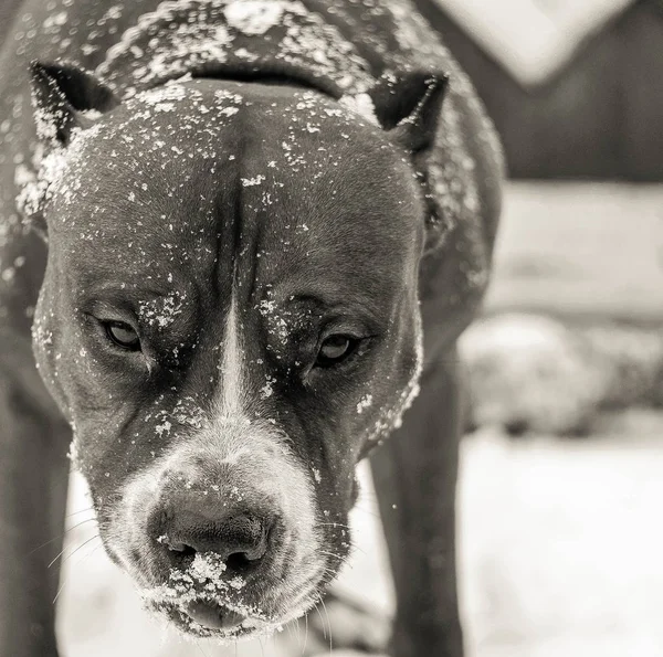 Monochromatický Střílel Černobílý Obraz Americký Stafordšírský Teriér Pes Pěkná Portrét — Stock fotografie