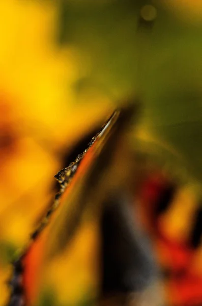 Doğa, orman, açık havada dışarıda, Güzellik, kelebek, yaz, köyde