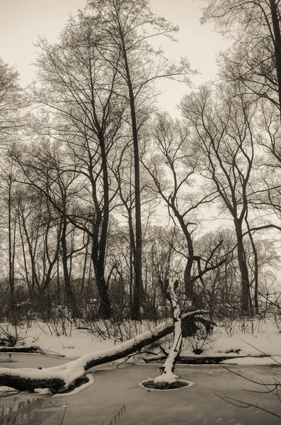 Φύση Δέντρα Έξω Χωριό Εξωτερικούς Χώρους Χειμώνας Χιόνι Κρύο Κλαδιά — Φωτογραφία Αρχείου