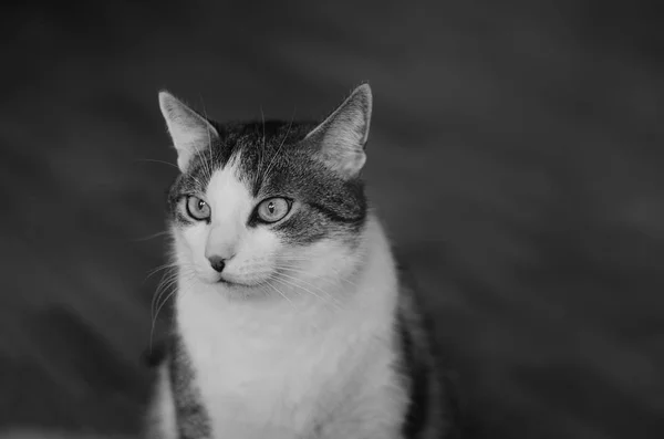 Monochrome Aufnahme Schwarz Weiß Bild Sehenswert Katze Schön Sitzt Häuser — Stockfoto