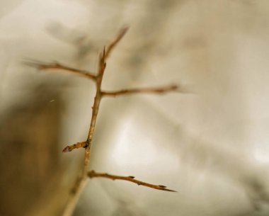 Doğa, ağaçlar, dış, köy, açık havada, kış, kar, soğuk, dalları, 