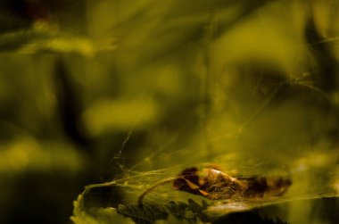 yaz, Doğa, açık havada dışarıda, bitkiler, ağaç, dal, orman, web