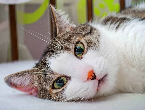 kedi, yeşil gözlü, yalan, yatağı, evde, güzel, güzel, sightly