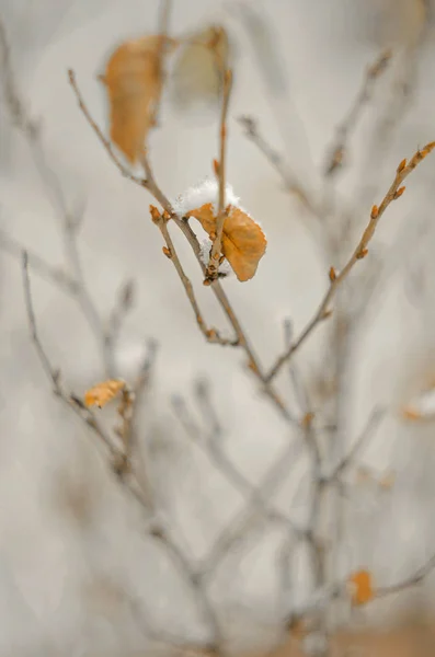 Doğa, ağaçlar, dış, köy, açık havada, kış, kar, soğuk, dalları, 