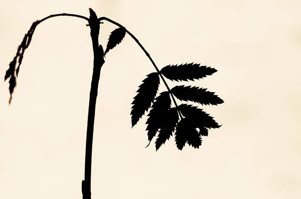 Doğa, ağaçlar, dış, köy, açık havada, kış, kar, soğuk, dalları, 