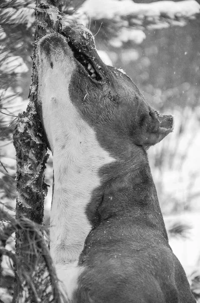 Doğa, ağaçlar, dış, köy, açık havada, kış, kar, soğuk, dalları, 