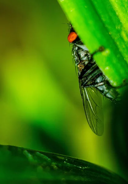 sinek, yaz, Doğa, açık havada dışarıda, bitki, orman, makro