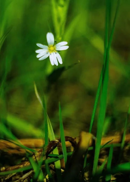 yaz, Doğa, açık havada dışarıda, bitkiler, ağaç, dal, orman, çiçek