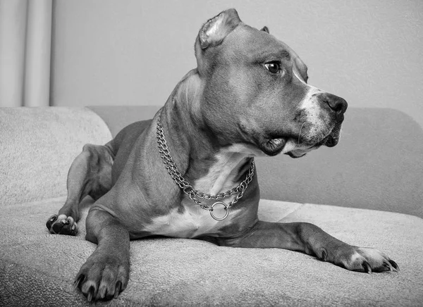 Tek atış, siyah ve beyaz fotoğraf, Amerikan staffordshire terrier, köpek, renkli, ev, mutfak, koltukta, üzücü, evde beslenen hayvan hayvan oturuyor