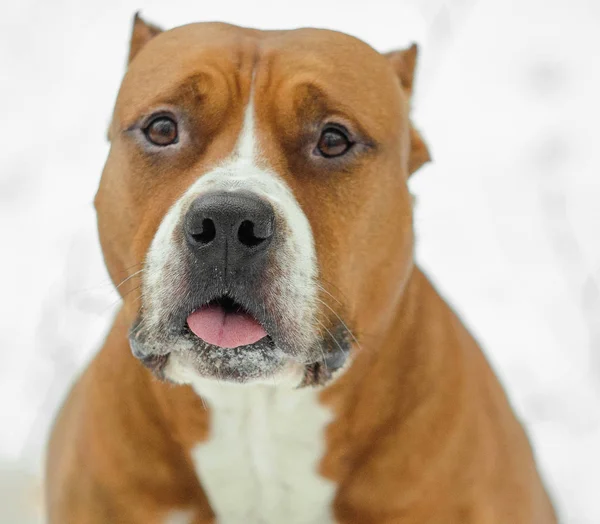 Amerikaanse Staffordshire Terriër Hond Zit Portret Straat Winter Koud Een — Stockfoto