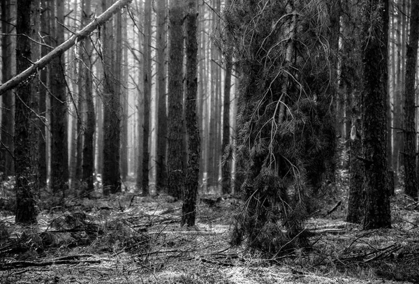 Nature Outdoors Open Air Forest Monochrome Black White Shot Trees — Stock Photo, Image