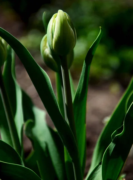 Doğa, açık havada, dış, çiçek, Bahçe, açık hava, lale, yaprakları