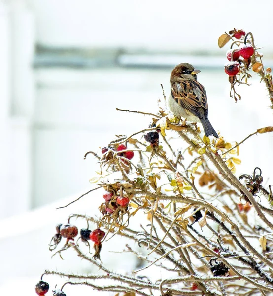 Exterior Natureza Livre Livre Inverno Geada Neve Frio Pássaro — Fotografia de Stock