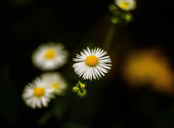 Çekirge, dışarıda, doğada, açık hava, açık havada, ağaçlar, orman, şehir dışında güzel