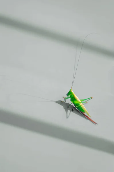 Dışarıda, doğada, açık hava, açık havada, ağaçlar, orman, kırsal, güzel, çekirge