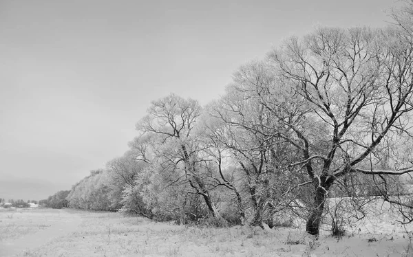 Dışarıda, doğada açık hava, açık havada, ağaçlar, orman, kırsal, kış, buz, kar, soğuk